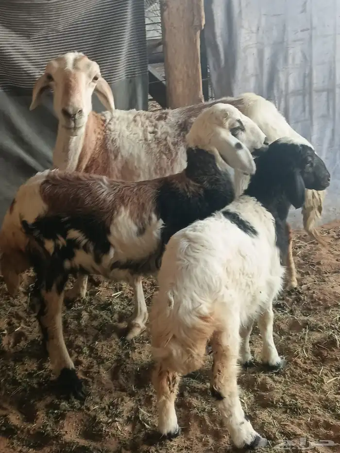 ضان مقاني متابيع 0