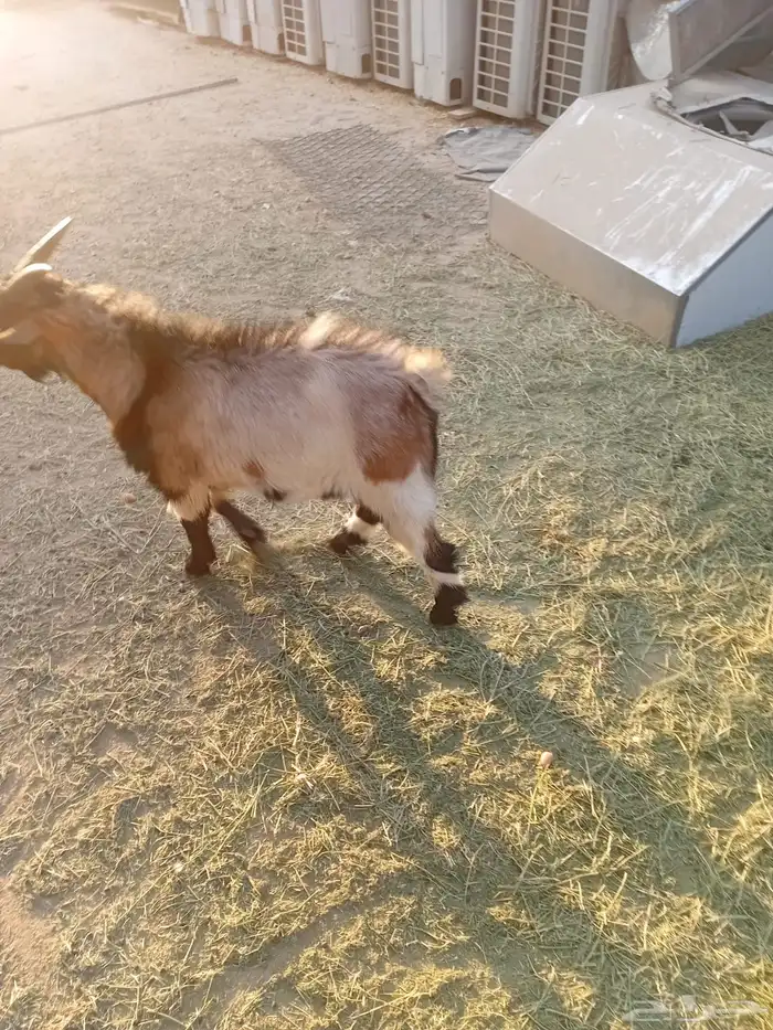 للبيع ماعز 3