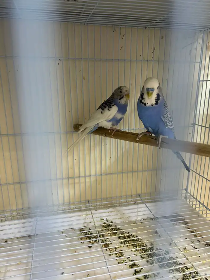 طيور حب جوز منتجين 0