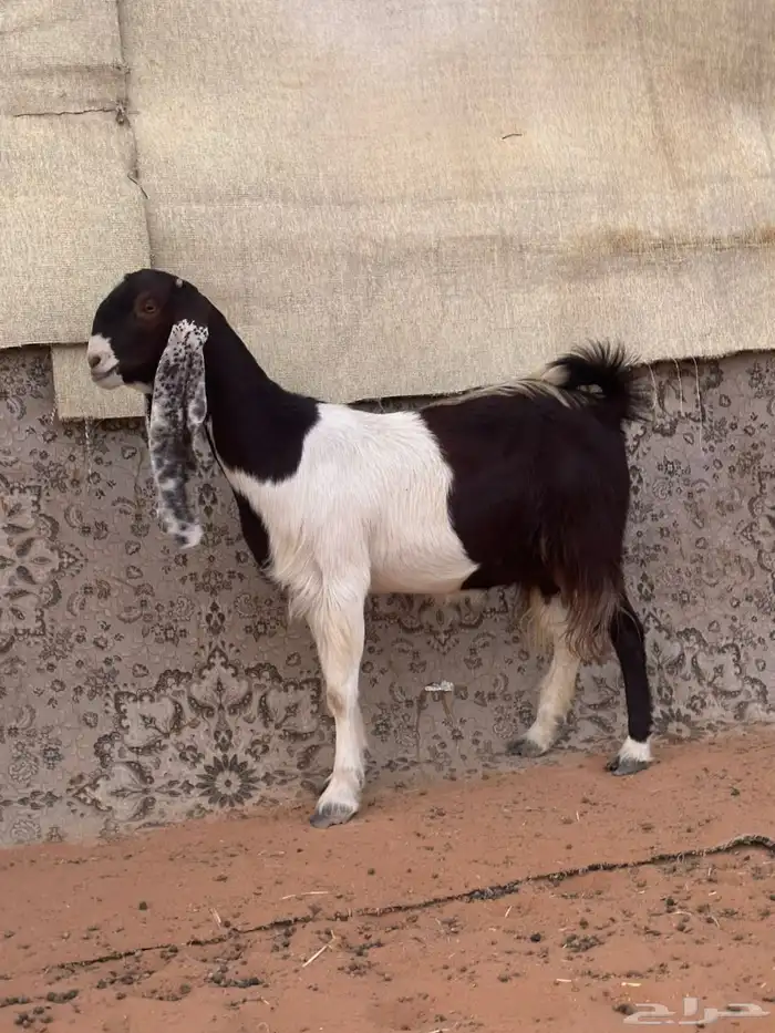 للبيع معزاء مطورات دفيع خصم الخصم 1