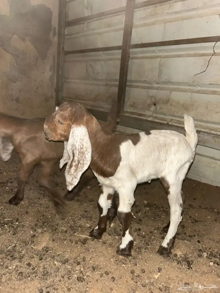 تيس فحل منتج قبرصي فاخر 4