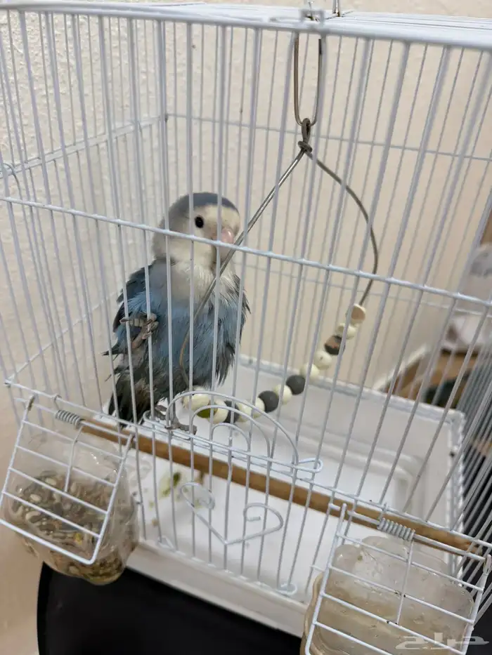 ببغاء روز للبيع 1