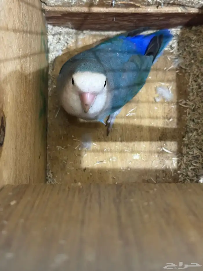 استقبال طيور للتبني 5