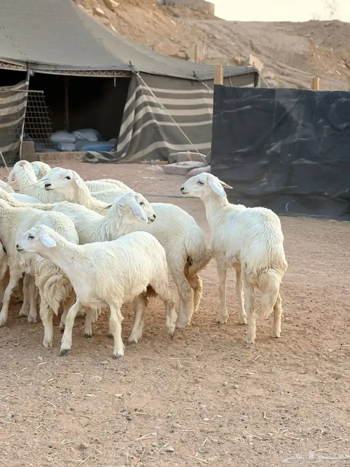 رخال حريات جذعات حرش فاخر 4