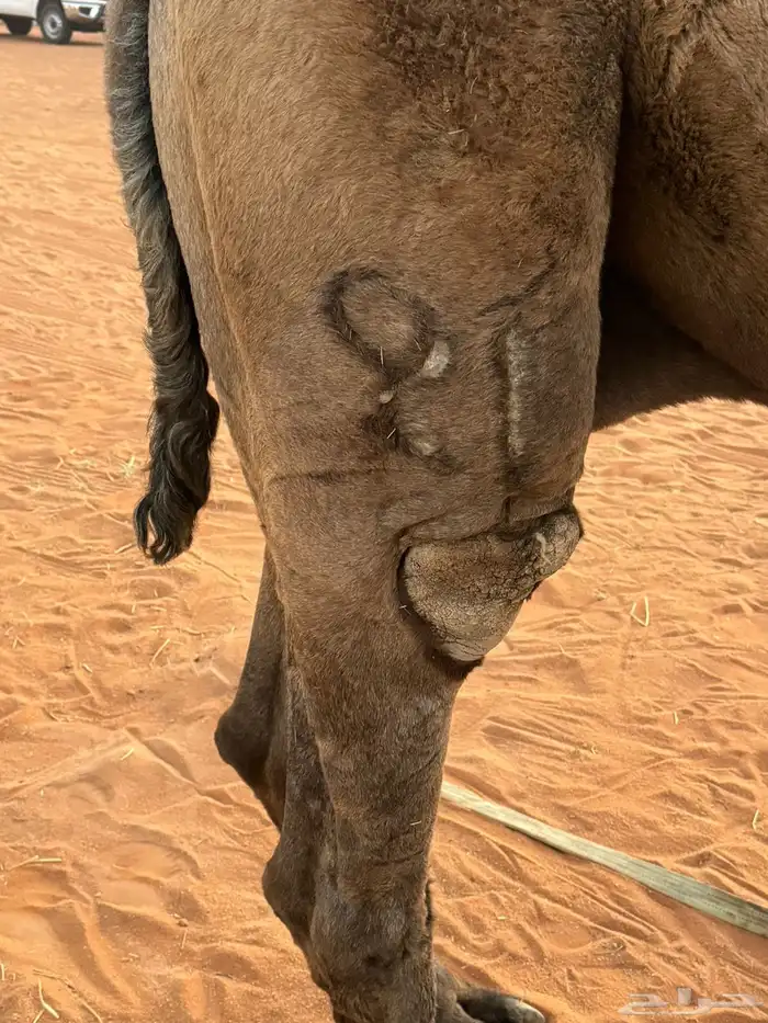 فحل اصفر منتج 2