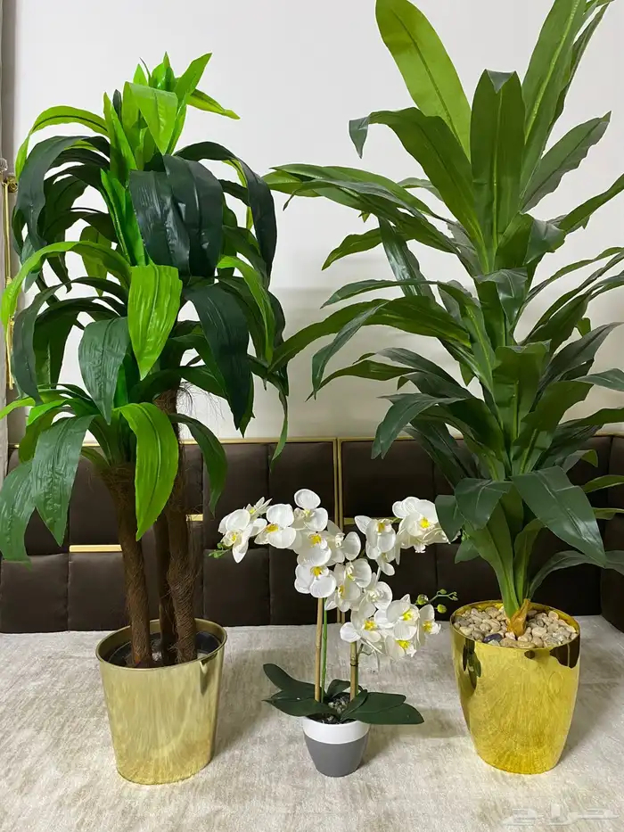 تحف أشجار قابل لسوم ب500جديده مره 0