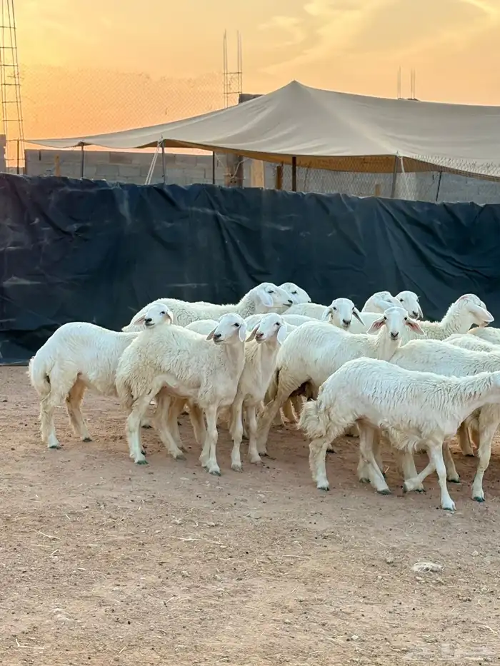 رخال حريات جذعات حرش فاخر 6