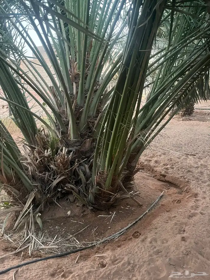 نخل مثمر طالع من القصيم للجنوب خلاص برحي سكري صقعي مجدول 0