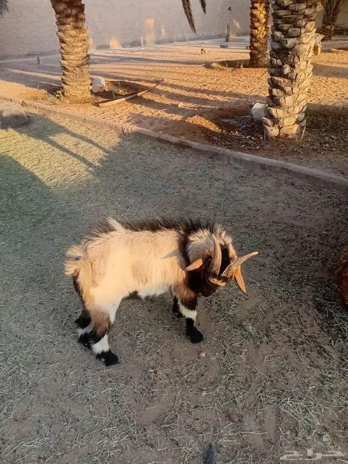 للبيع ماعز 4
