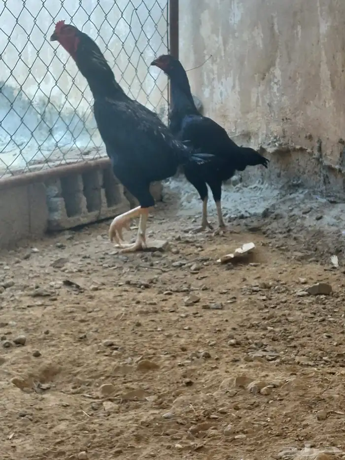 زوج سندي اسود صك 2