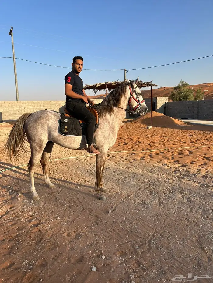 حصان صرعة عربي اصيل ابن مستند الخالدية 9