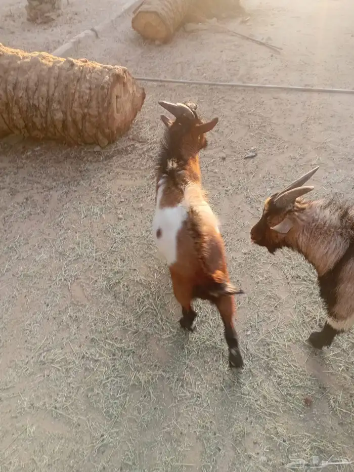 للبيع ماعز 0