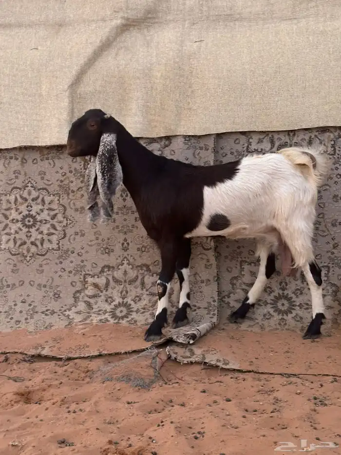 للبيع معزاء مطورات دفيع خصم الخصم 2