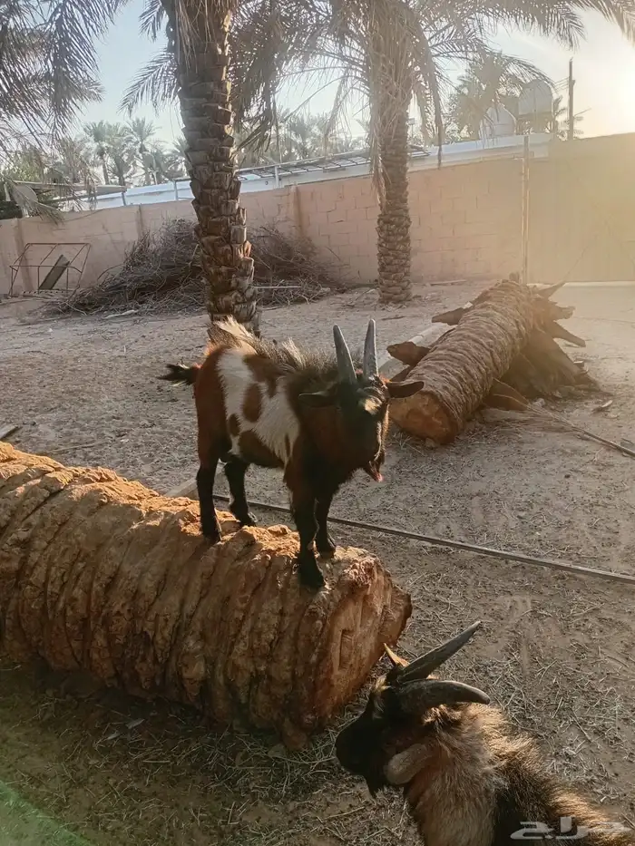للبيع ماعز 2