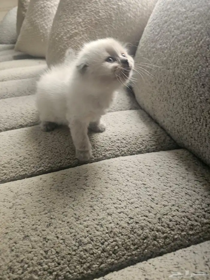 سكوتش هجين شيرازي قطط صغيرة عمرها شهر للبيع 0