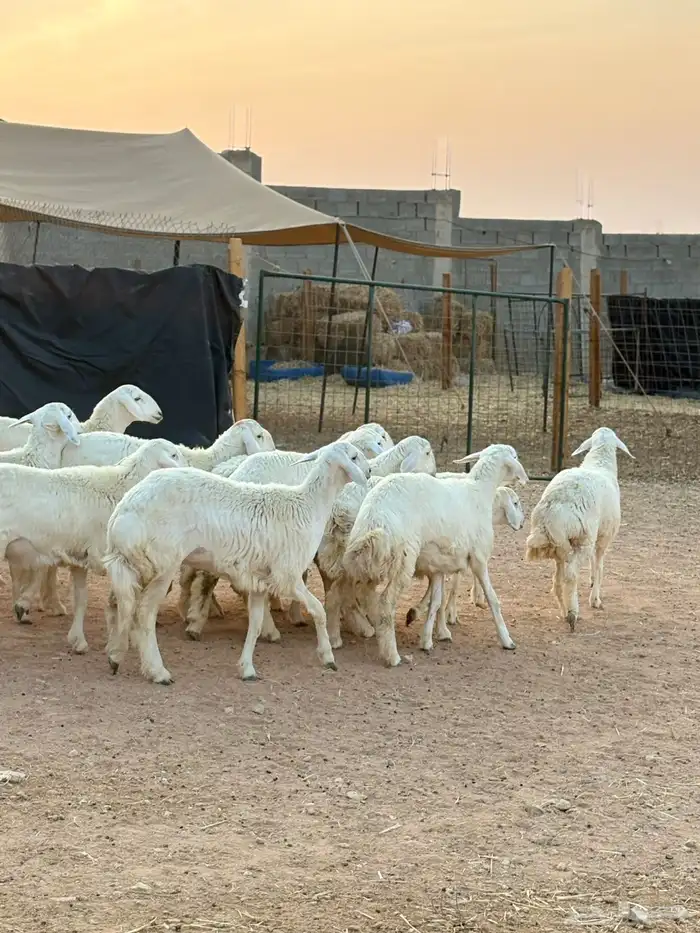 رخال حريات جذعات حرش فاخر 8