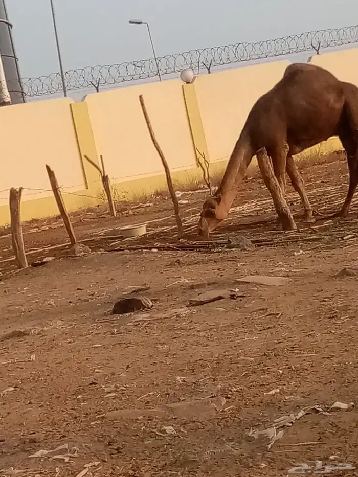 بعير ساحلي 1