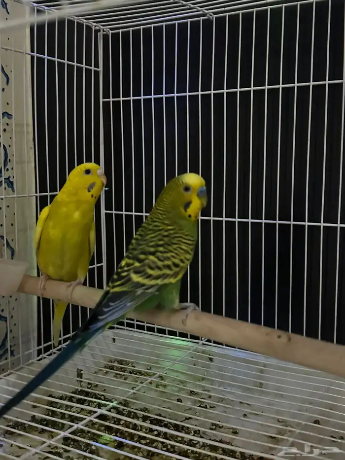 زوج بادجي منتج ( تم البيع ) 4