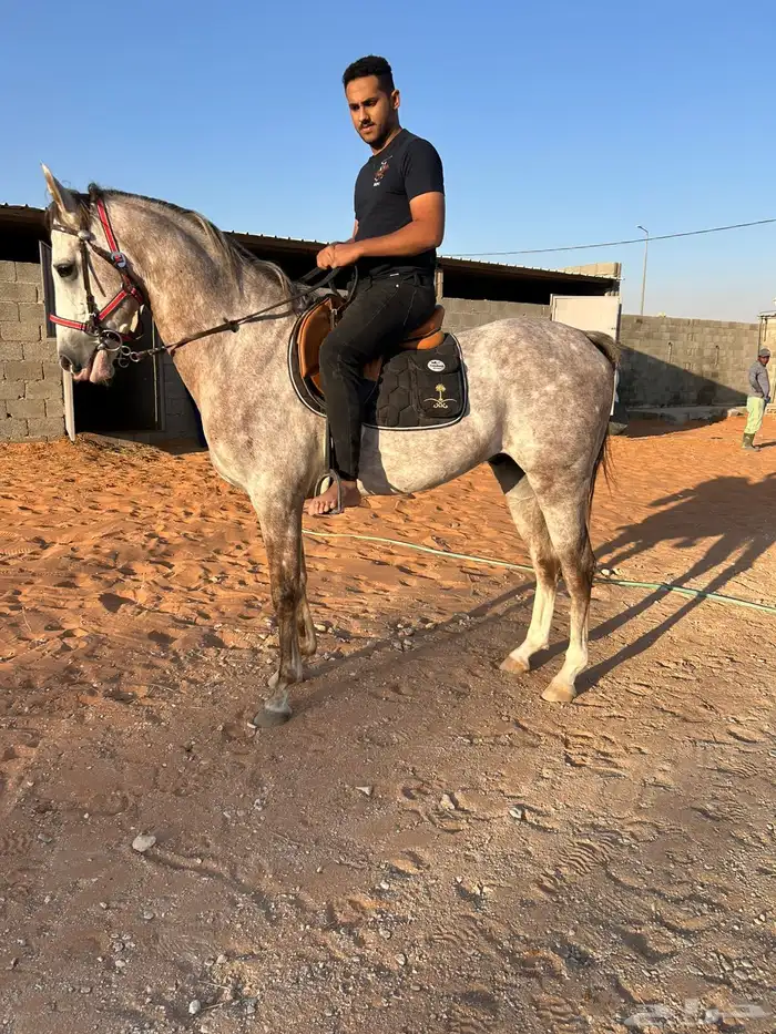 حصان صرعة عربي اصيل ابن مستند الخالدية 7