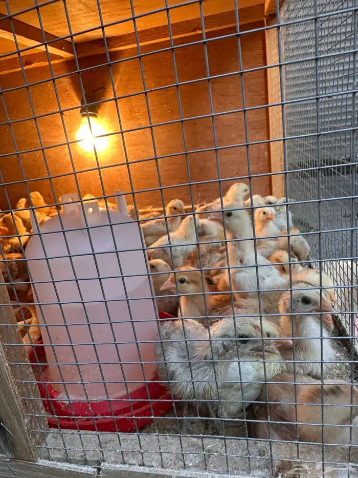 صوص دجاج فيومي فرنسي ألمنيوم 11