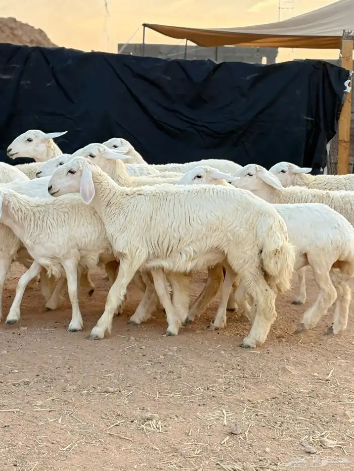 رخال حريات جذعات حرش فاخر 1