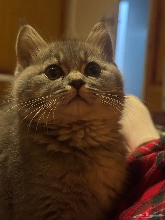 قط لقيته ضايع المنسك 0