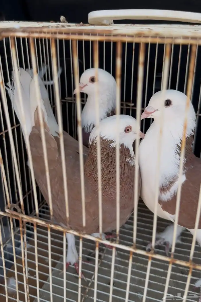 زوج لباني. زوج روماني. زوج هجين ايراني مع روماني 6