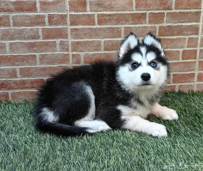 كلب هاسكي جرو 1