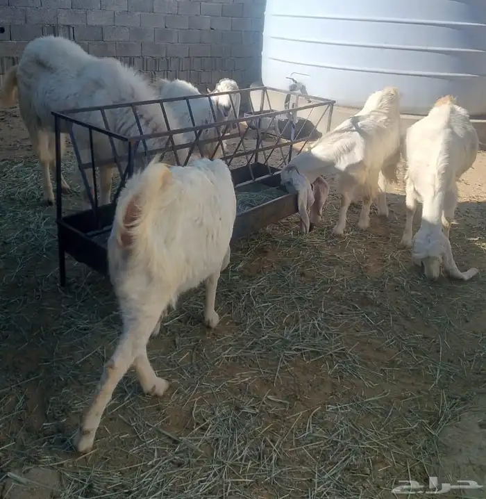 معزا مشاريك على هولندي 1