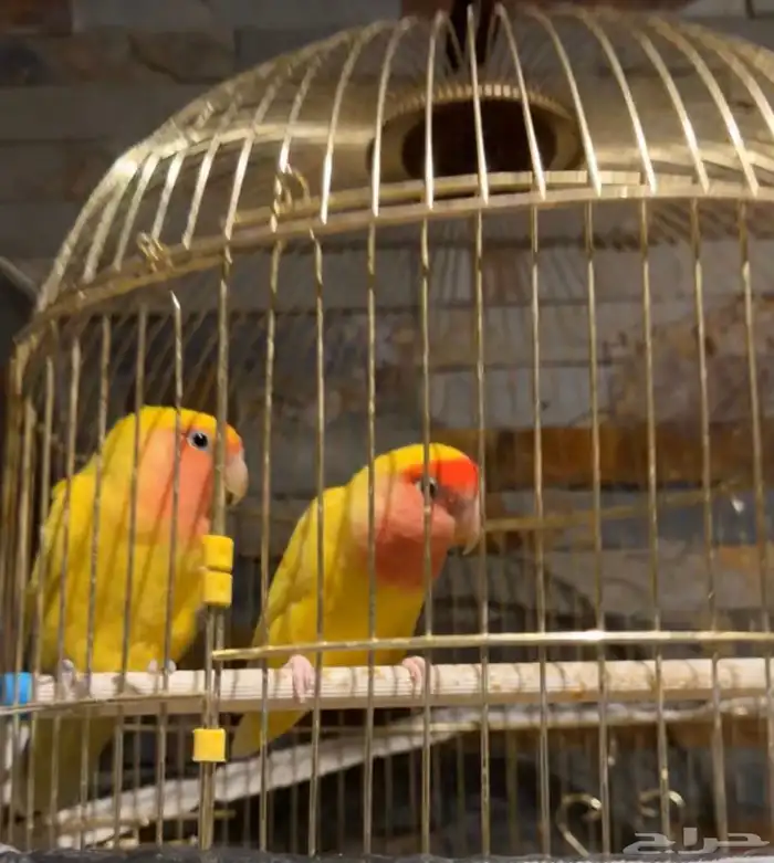 هامستر سوري وعصفورين فيشر ذكر وانثى 0