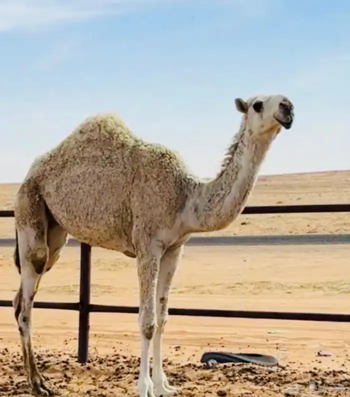 بعير باتلي فحل للبيع او البدل 0