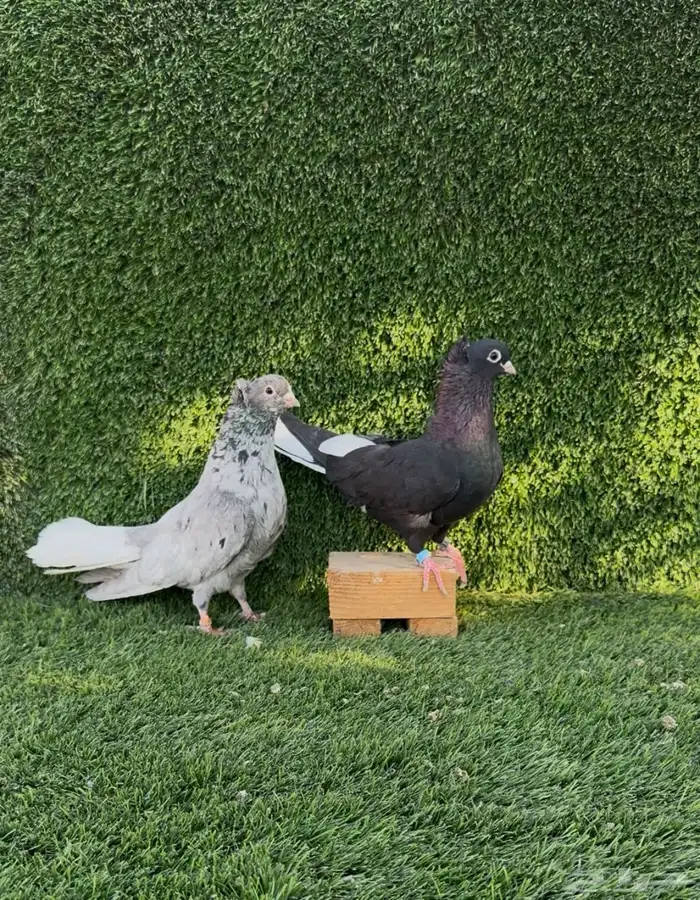 قنادي كوري 4