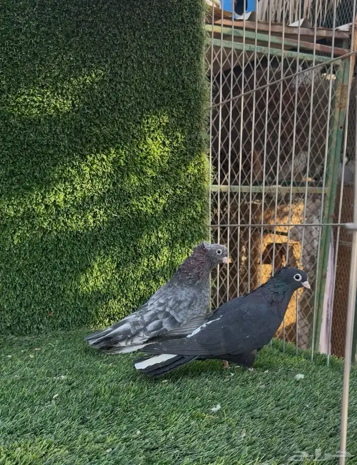 قنادي كوري 2