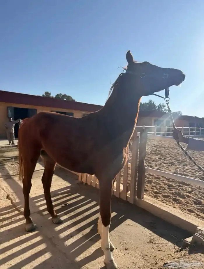 حصان شعبي كفو للبيع 0