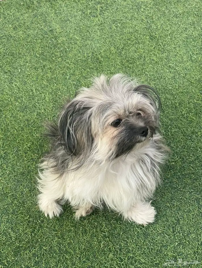 كلب هافانيز للبيع 1