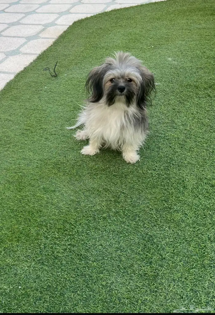 كلب هافانيز للبيع 0