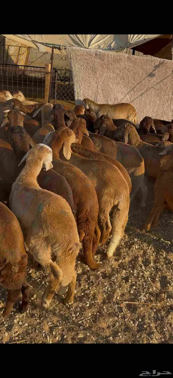 سواكني مرابى 1