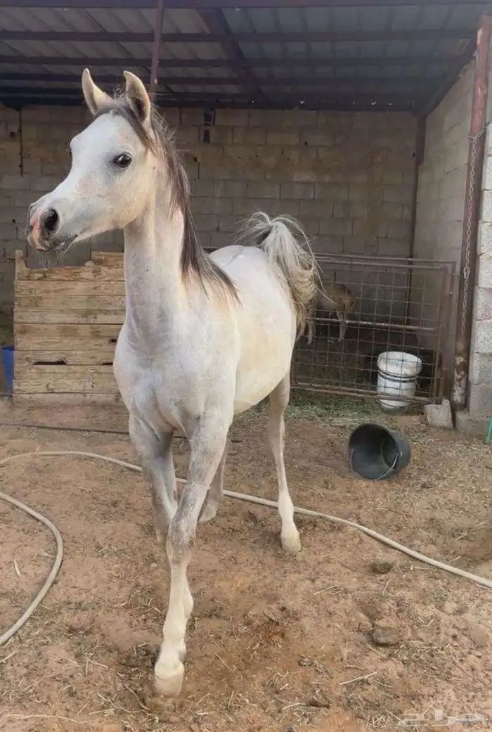 الفحل فيكتور الخالد متاح للتشبيه للواهو و الشعبي 10