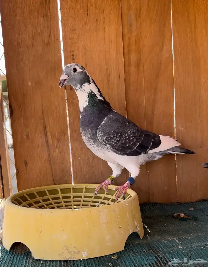 حمام زاجل سباق جان اردن 7