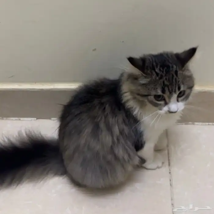 قطه أنثى العمر 4 شهور للبيع 1