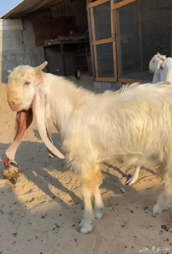 معزه جدعات طيبات 0