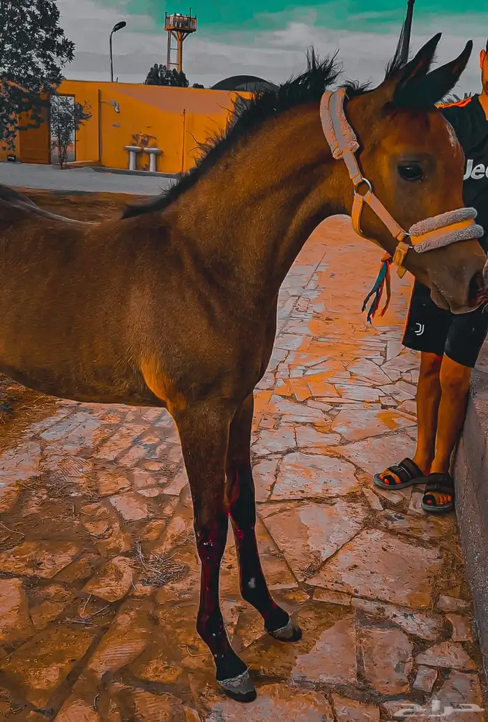 الفحل فيكتور الخالد متاح للتشبيه للواهو و الشعبي 5