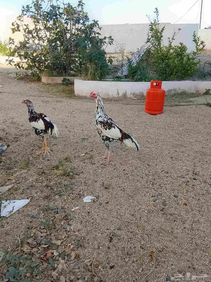 ديوك ثلاثه باكستانيه 1