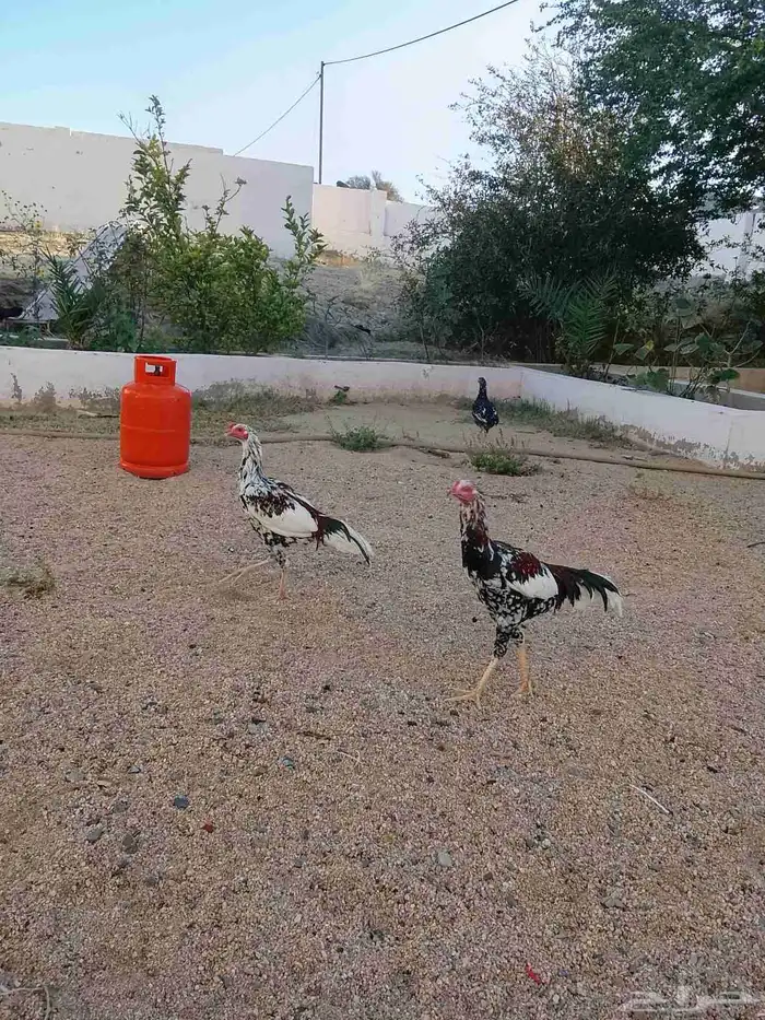 ديوك ثلاثه باكستانيه 2