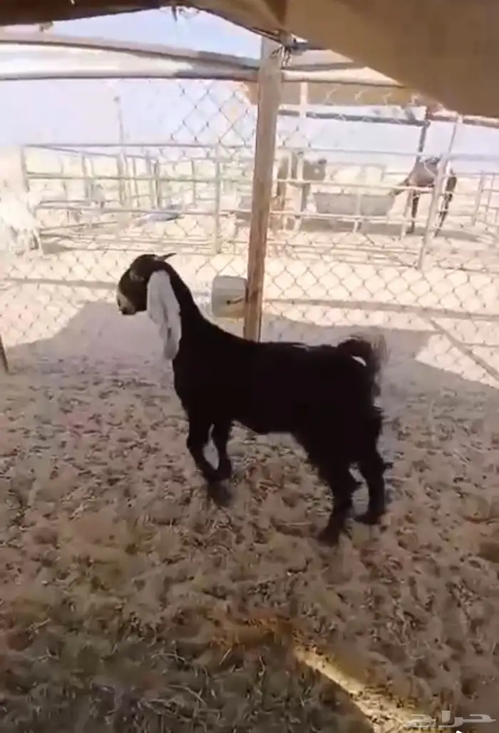 جفره عارضيه 0