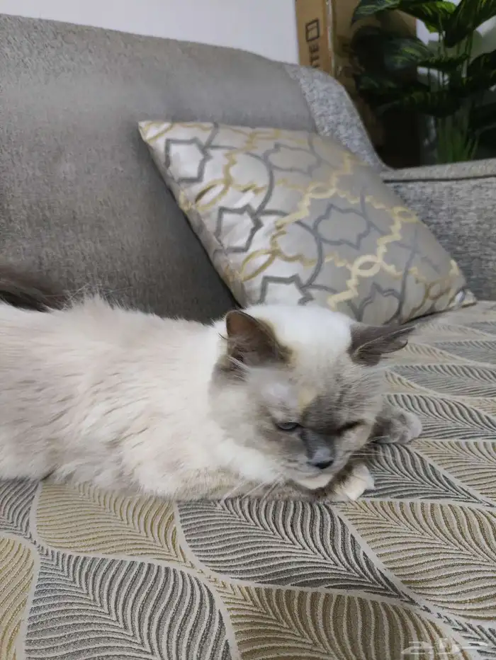 قطة انثى التبني 0