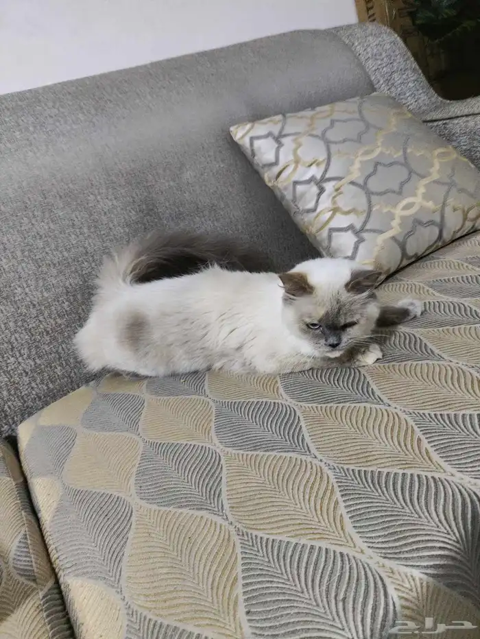 قطة انثى التبني 1