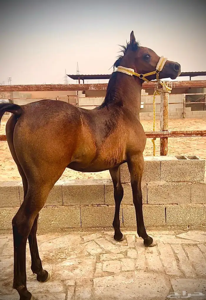 الفحل فيكتور الخالد متاح للتشبيه للواهو و الشعبي 7