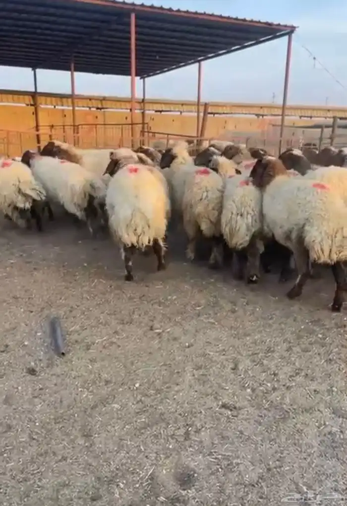 غنم مضارع ودفيع عدد 40 جذعات وثنوات ورباع فيهن 5سدس شرط 1