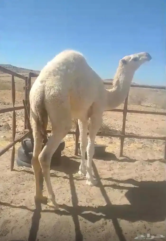 قعود عفر كفو 0